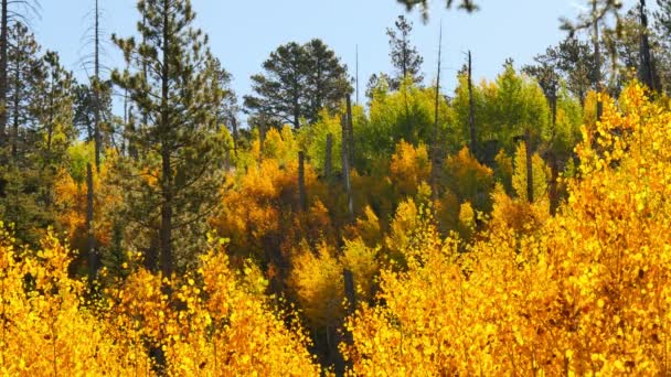 Foliage Aspen Forest Fall Parku Narodowym Grand Canyon North Rim — Wideo stockowe