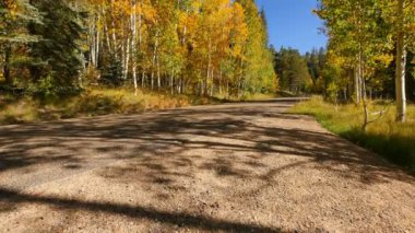 Aspen Ormanı Büyük Kanyon Ulusal Parkı Kuzey Rim Arizona ABD 'de Sonbahar Yeşilliği