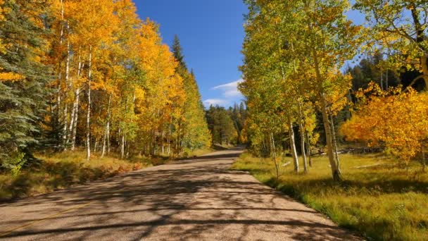 Guidare Attraverso Fogliame Grand Canyon North Rim Aspen Forest Arizona — Video Stock