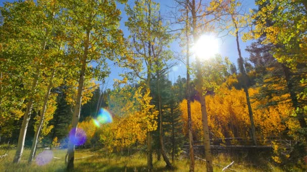 Inggris Aspen Forest Fall Foliage Grand Canyon National Park North — Stok Video