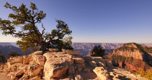 Grand Canyon National Park North Rim Tilt Cape Royal Arizona — Stock Video