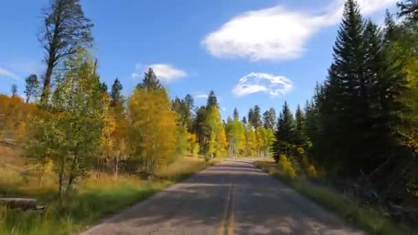 Conduciendo Través Foliage Grand Canyon North Rim Aspen Forest Arizona — Vídeo de stock