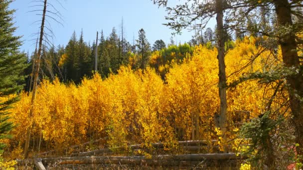 Foliage Aspen Forest Fall Parku Narodowym Grand Canyon North Rim — Wideo stockowe