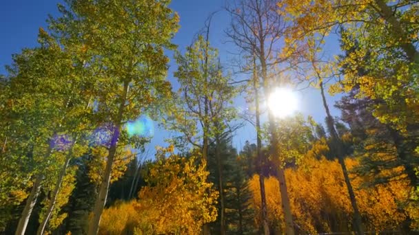 Aspen Forest Tilt Fall Foliage Grand Canyon National Park North — Stock video