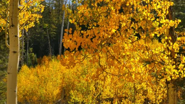 グランドキャニオン国立公園のアスペンの森の紅葉 North Rim Alizona Usa — ストック動画