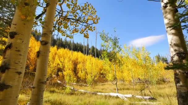 Floresta Aspen Inclina Folhagem Outono Parque Nacional Grand Canyon North — Vídeo de Stock