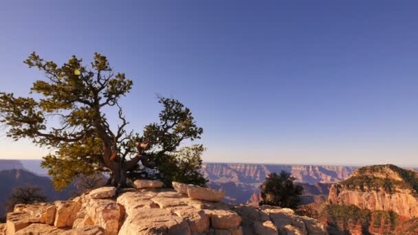 Национальный Парк Гранд Каньон Северный Рим Даун Кейп Роял Аризона — стоковое видео