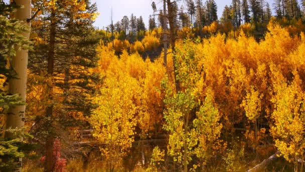 Aspen Forest Fall Foliage Grand Canyon National Park North Rim — Stockvideo