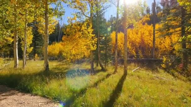 Aspen Forest Tilt Fall Foliage Grand Canyon National Park North — Stock video