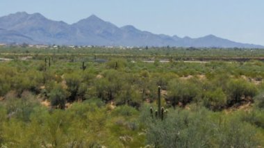 Saguaro Kaktüsü, Sonoran Çölü Arizona ABD