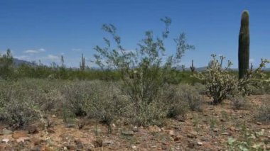 Saguaro Kaktüsü Dolly Sonoran Çölü Arizona ABD