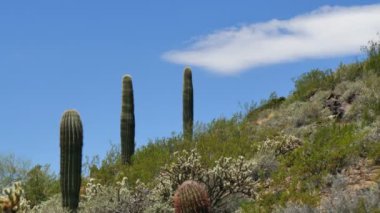 Saguaro Kaktüsü Zaman Süreleri Hızlandırılmış Sonora Çölü Arizona ABD