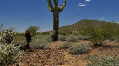Saguaro Kaktüsü Sonora Çölü Arizona ABD 'yi Eğiyor