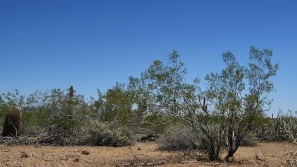 Saguaro Cactus Dolly Sonoran Desert Arizona — Vídeo de stock