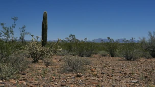 Saguaro Cactus Dolly Sonoran Desert Arizona Usa — Stockvideo