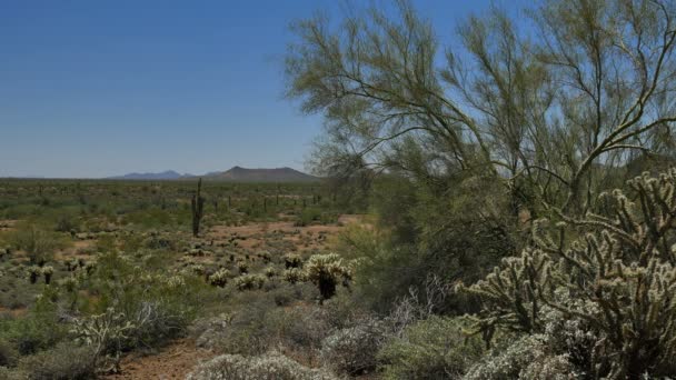 Cactus Saguaro Desierto Sonora Arizona — Vídeo de stock