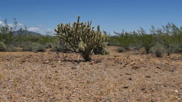 Saguaro Cactus Dolly Sonoran Desert Arizona Usa — Stockvideo