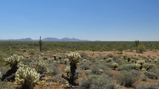 美国亚利桑那州索诺兰沙漠的Saguaro Cactus — 图库视频影像