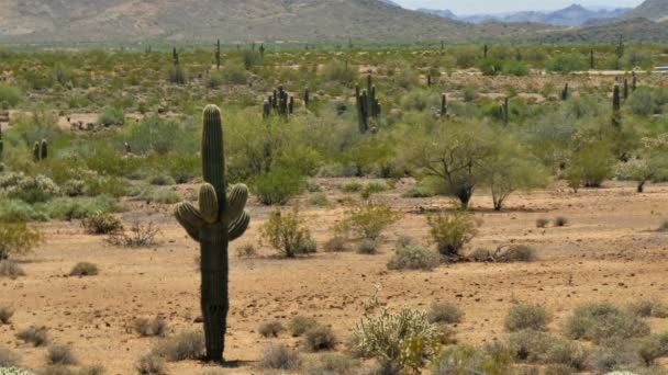 Cactus Saguaro Desierto Sonora Arizona — Vídeo de stock