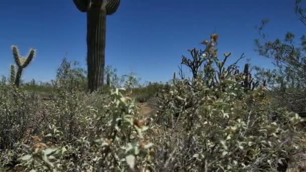 Saguaro Kaktüsü Dolly Sonoran Çölü Arizona Abd — Stok video