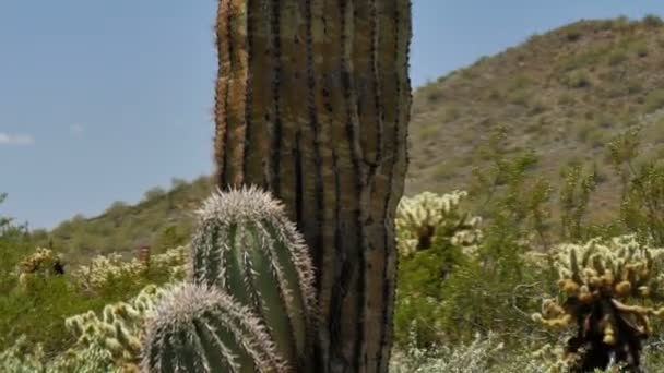 Cactus Saguaro Inclinado Desierto Sonorense Arizona Usa — Vídeo de stock