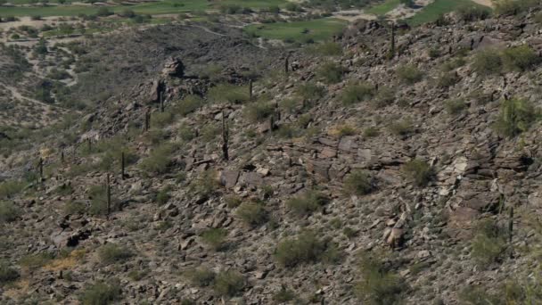 Saguaro Cactus Sonoran Desert Αριζόνα Ηπα — Αρχείο Βίντεο