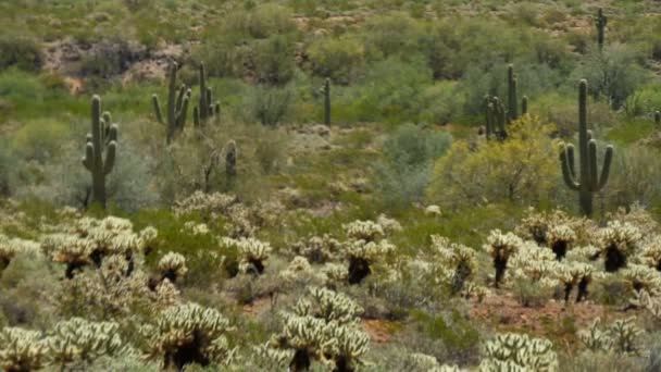 Kaktus Saguaro Pustyni Sonoran Arizona Usa — Wideo stockowe