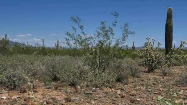 Pustynia Saguaro Cactus Dolly Sonoran Arizona Usa — Wideo stockowe