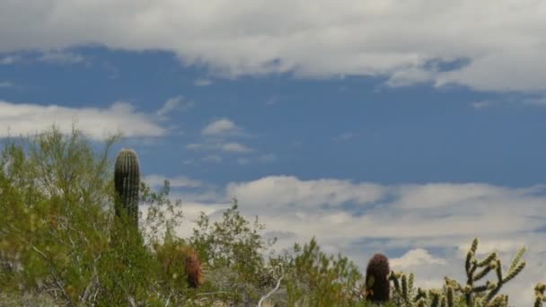 Pustynia Saguaro Cactus Time Lapse Sonoran Arizona Stany Zjednoczone — Wideo stockowe