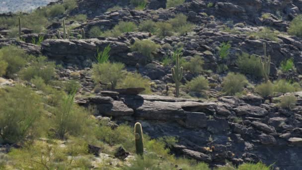 Saguaro Cactus Sonoran Desert Αριζόνα Ηπα — Αρχείο Βίντεο
