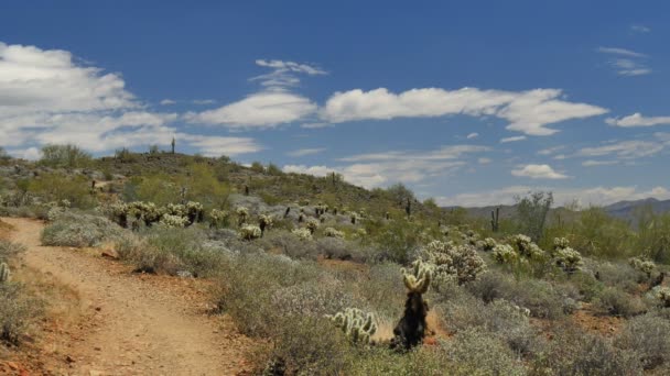 Pustynia Saguaro Cactus Time Lapse Sonoran Arizona Stany Zjednoczone — Wideo stockowe