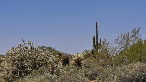 美国亚利桑那州索诺兰沙漠的Saguaro Cactus — 图库视频影像