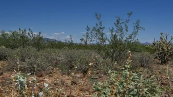 Saguaro Cactus Dolly Sonoran美国亚利桑那州沙漠 — 图库视频影像