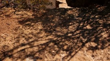 Büyük Kanyon Ulusal Parkı Kuzey Rim Yukarı Arizona ABD