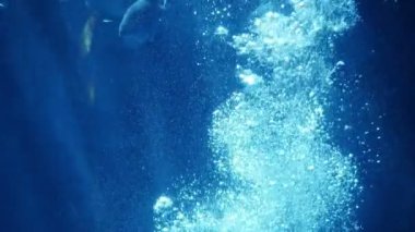 Sualtında yükselen kabarcıkların sakin görüntüleri.