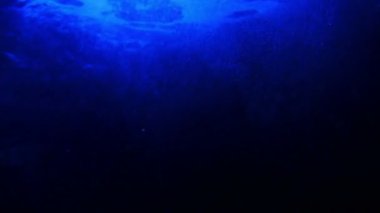 Sualtında yükselen kabarcıkların sakin görüntüleri.