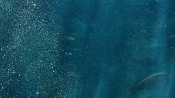 Gros Plan Images Tranquilles Bubbles Rising Underwater — Video