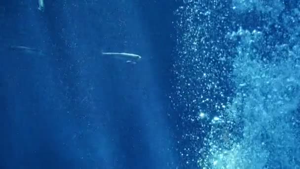 Nahaufnahme Ruhiger Aufnahmen Von Bubbles Rising Underwater — Stockvideo