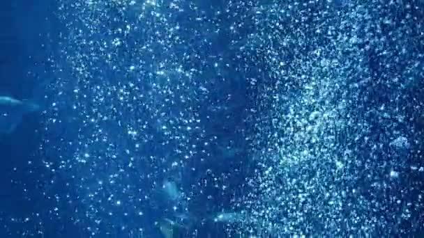 Primo Piano Tranquillo Filmato Bubbles Rising Underwater — Video Stock