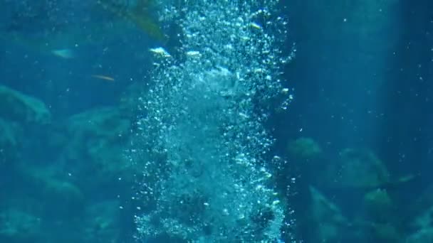 Gros Plan Images Tranquilles Bubbles Rising Underwater — Video