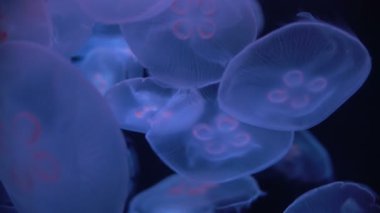 Ay Denizanası Aurelia Aurita Karanlık Okyanusta