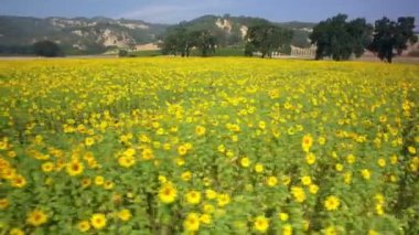 Sonoma 'daki Ayçiçeği tarlası Kaliforniya Hava Atışı Sola Döndür