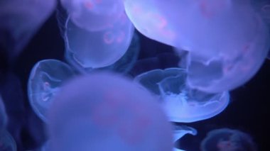 Ay Denizanası Aurelia Aurita Yakın plan