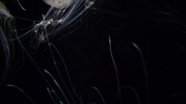 Denizanası Japon Deniz Isırganı Chrysaora Pacifica