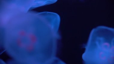 Mavi Deniz 'de Ay Denizanası Aurelia Aurita