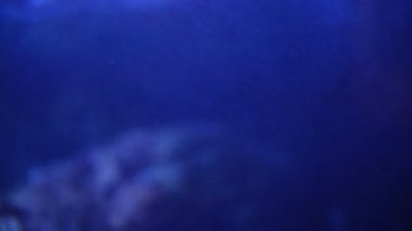 Fırtınalı Hava 'da Gece Sualtı Dalgaları ve Baloncukları