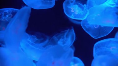 Mavi Deniz 'de Ay Denizanası Aurelia Aurita