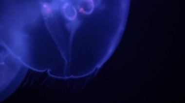 Ay Denizanası Aurelia Aurita Karanlık Okyanus Yakından