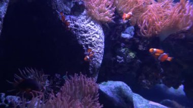 Palyaço Balığı Amphiprioninae Mercan Kayalıklarında Anemonbalık Yaklaştık