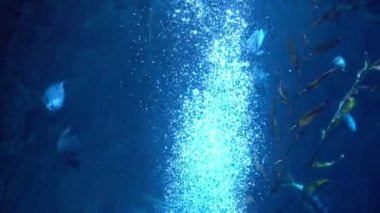 Mavi Okyanusta Sualtı Baloncukları Yükseliyor